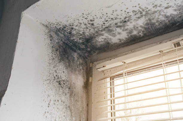 Trusted Black Mold Removal service in Fayetteville, NY - Cheap Mold Removal
